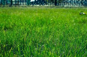 Kelowna-grass-sod-turf