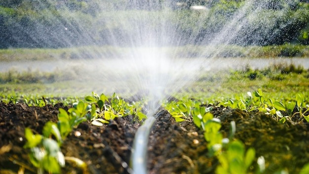 Drought Management Water-Efficient Irrigation Services